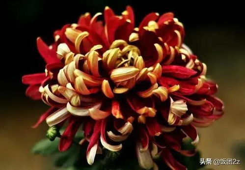 菊花色彩斑斓，不同颜色代表什么含义
