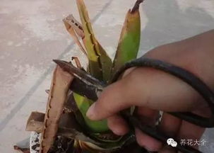 搬入室内，温暖是关键