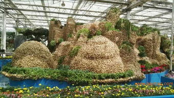 花叶芦竹，水边宝物