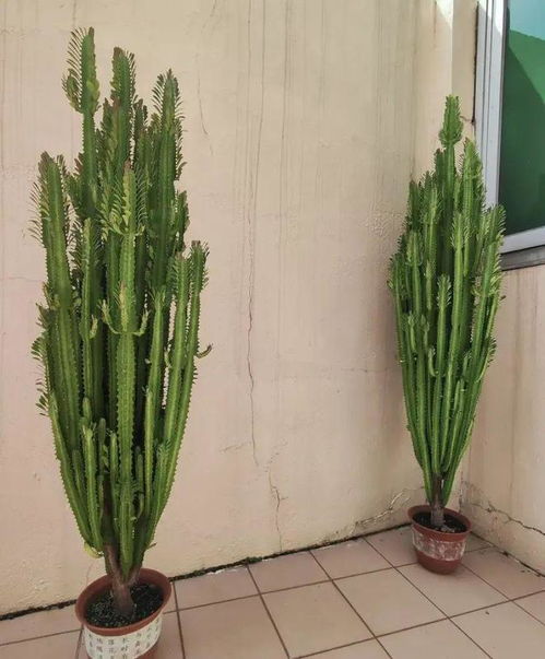 龙骨植物每隔几天浇一次水比较合适
