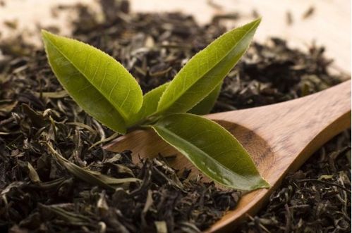 茶油渣：环保肥料，茶叶生长新选择！