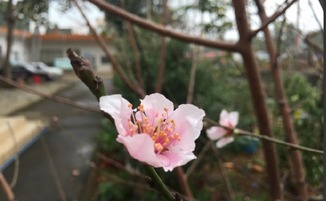 桃花的生长习性