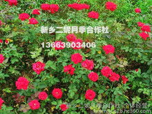 多效唑处理：土壤的神奇魔法