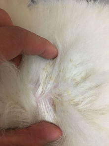 虱子的生存条件