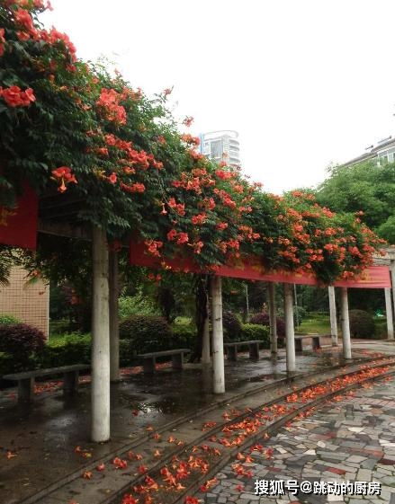 春季扦插， 当年就嫩开小花了