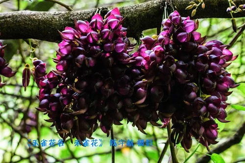 寻找九月艳的旅程