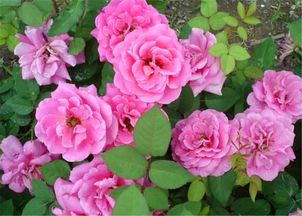 冬嫂的魔法：冬天的美丽使者