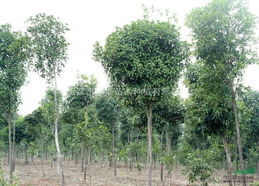 2024年丹桂价格预测：五年树龄的丹桂每棵多少钱？