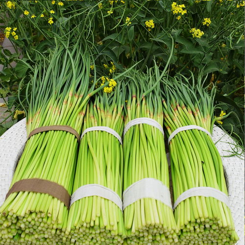 蒜苔蒜粒，种出新鲜蒜