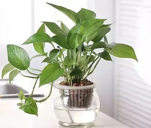 绿萝：空气净化小嫩手