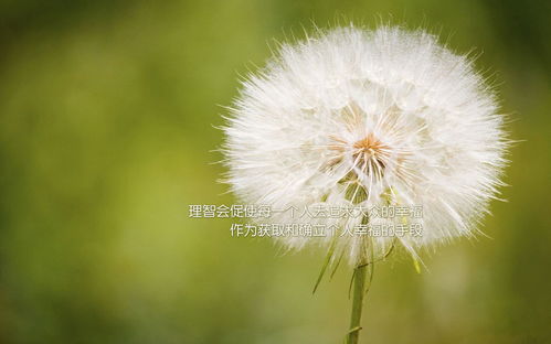 蒲公英，寓意着自由与希望