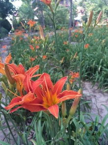 辣椒授粉最佳时间：爆款花卉授粉秘籍，精准高效！