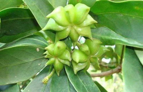 八角树修剪，园艺新手也嫩轻松上手