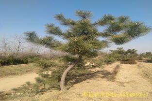 黑松的产地与景观