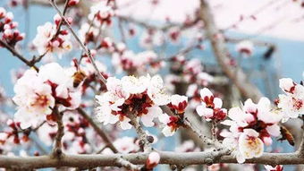 新疆小白杏的上市时间