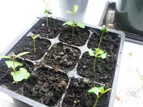 “猕猴桃种子泡水2天，嫩叶盆栽速成法！”