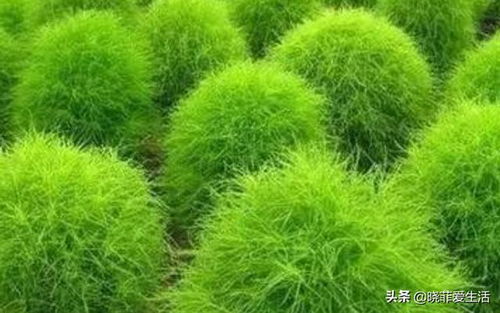 草坪界的“懒人草”们