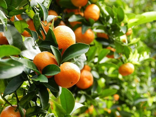 沙糖桔落果之谜：原因大揭秘