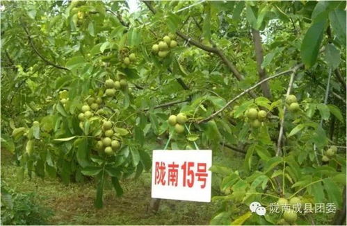 核桃树结果期应使用哪种农药替代代森锰锌进行病虫害防治？