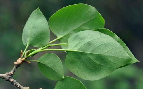 祖传秘方， 你也可依试试