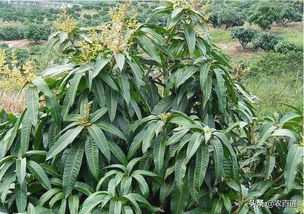 内外结合催出好花