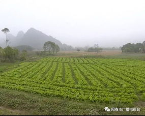 一、这三种草本植物是啥来头？