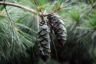 松树造型，剪枝是关键