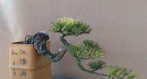 掐芽促杈，树冠密度的提升秘籍