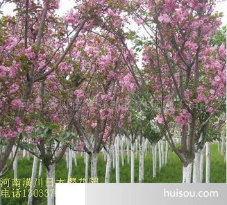 4-5公分樱花的价格， 美丽却并不昂贵