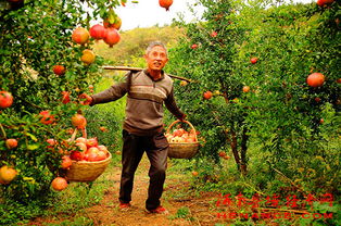 淅川风光美如画，生态产业富农家