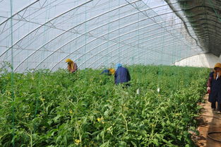 抖音上的种植达人