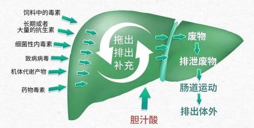 霉菌毒素是危害家禽肝肠健康的首要毒害物质