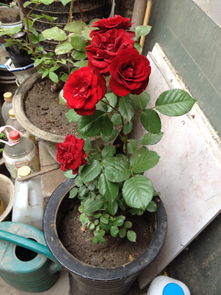 室外养护， 注意位置和措施