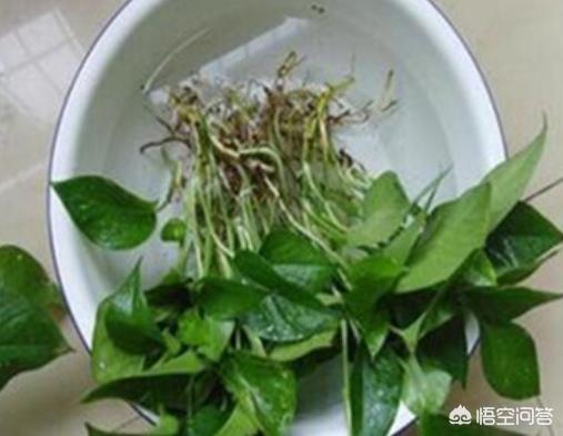 水培绿萝冬季怎么过冬？如何安全度过寒冷季节