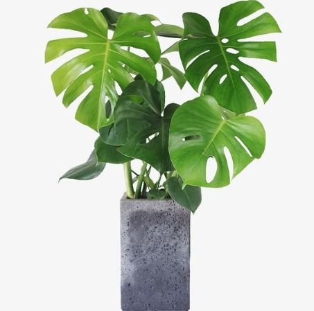 “天然除醛宝：盘点十大去甲醛植物”