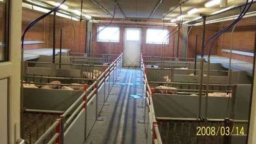 实现猪场盈利稳定可控