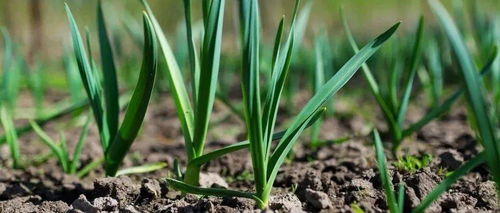 香葱与大蒜：高产良方，管理有讲究