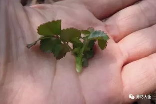 生根粉：用不用， kan个人