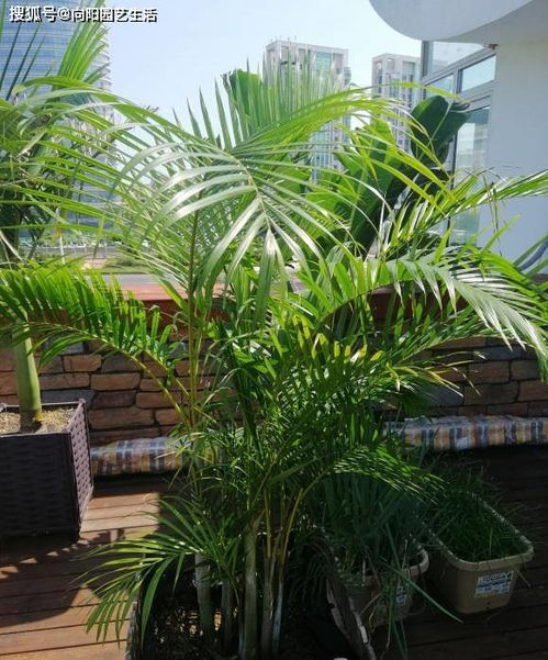 院景树鹅掌柴盆栽的养殖方法和注意事项