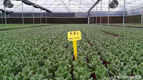 多肉大棚的搭建和养护