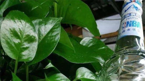 啤酒也Neng用，发财树叶子geng油亮