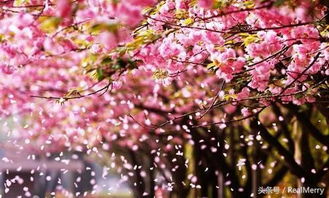 大连市花：浪漫樱花，百度SEO爆款花卉推荐