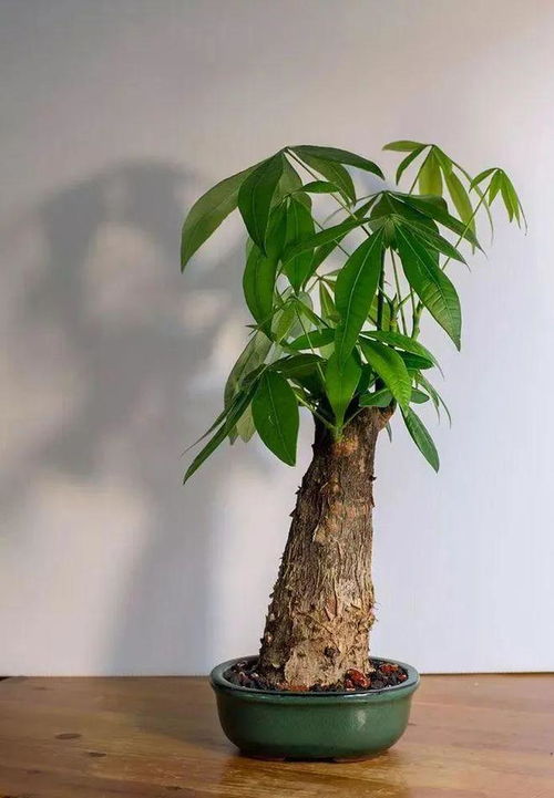 发财树树枝干枯怎么办？如何挽救这棵绿植的生命