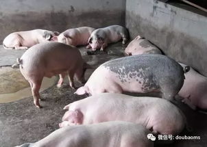 养猪生物安全五大误区，警惕