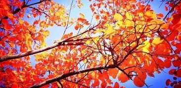 有种植前景的苗木介绍