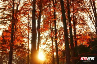 池杉的神秘产地