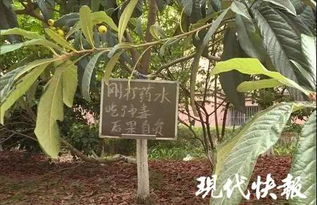 偷枇杷的人, 会不会生病