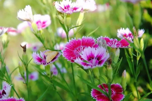 春天来了花儿也开了！