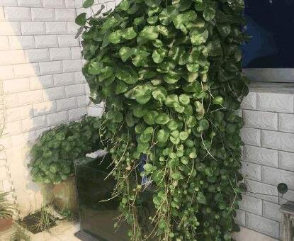 青石山花种植土壤选择与养护全攻略