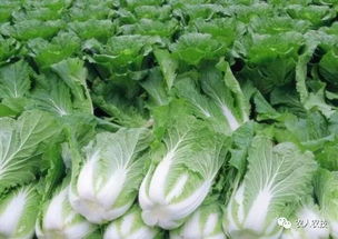 26. 白菜